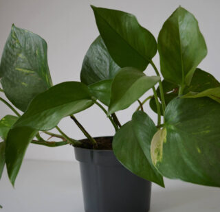 Scindapsus Moonlight maladie