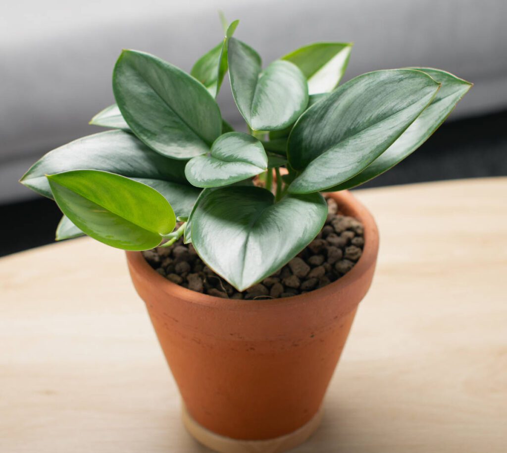 Scindapsus treubii ‘Moonlight’