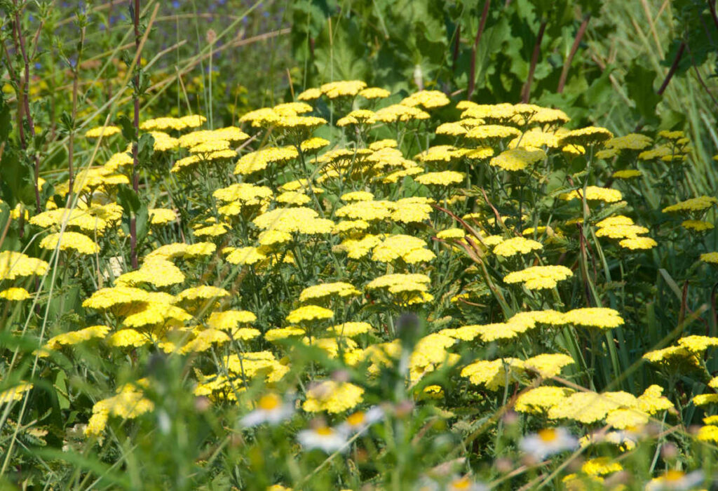 achillea taygetea