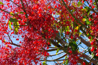 brachychiton acerifolius