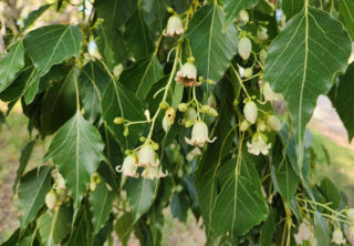 brachychiton populneus