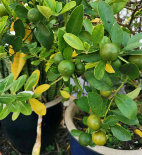 citron vert en pot - Citrus aurantiifolia
