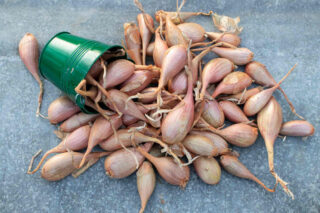 échalotes après récolte échalotes après récolte