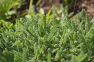 feuillage achillée tomenteuse - Achillea tomentosa tapissant