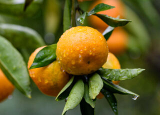 mandarine satsuma