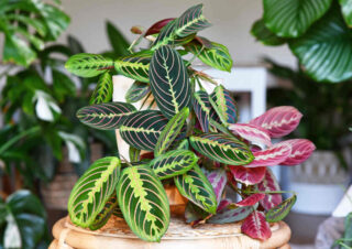 maranta en pot