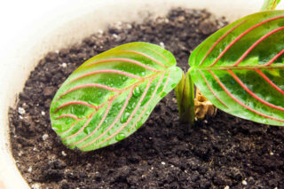 maranta plantation rempotage