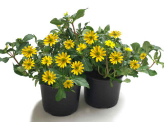 sanvitalia plantation