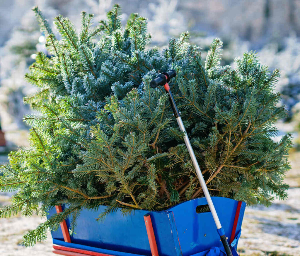 sapin noel après fêtes