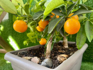 satsuma en pot