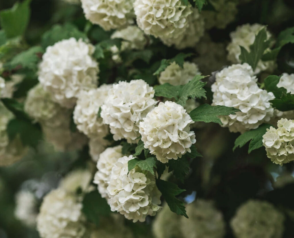 variétés viorne viburnum