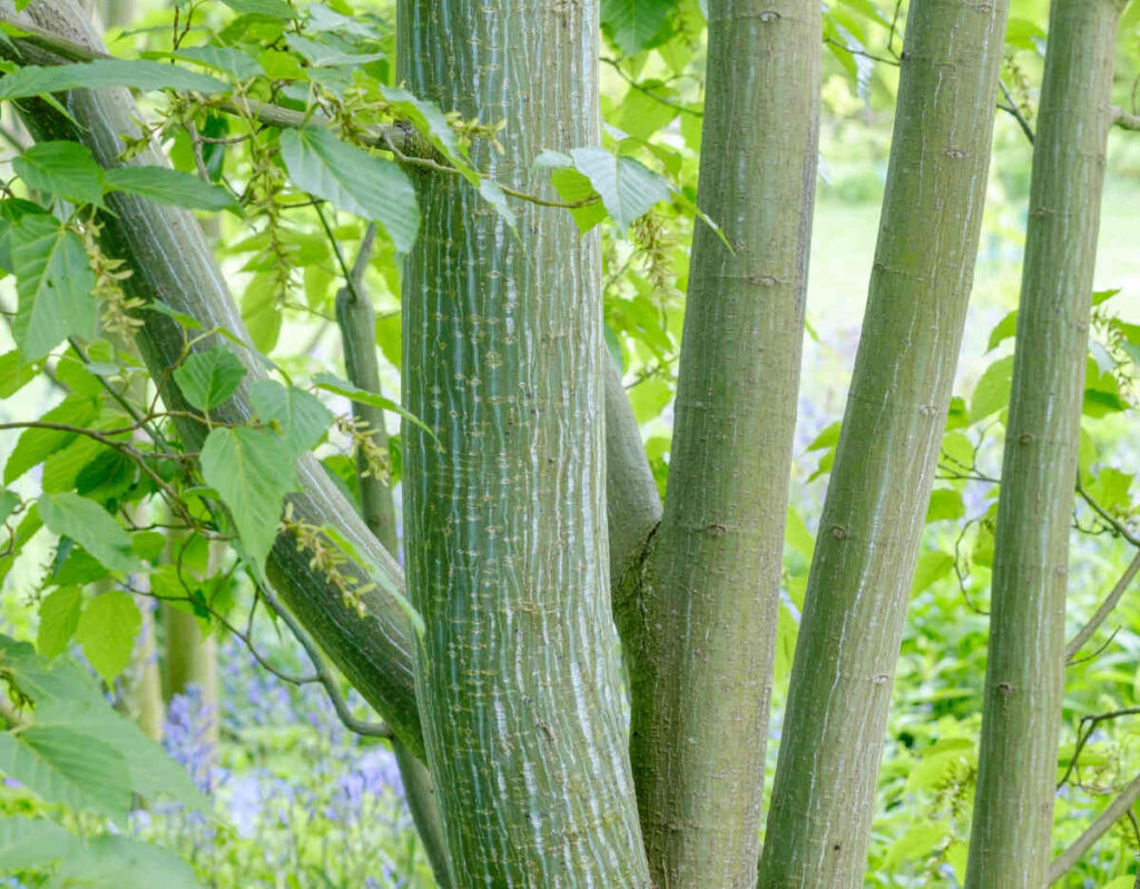 Acer davidii - érable peau serpent