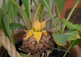 Bananier lotus d'or en pot - Musella lasiocarpa