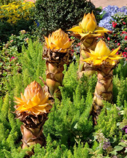 Bananier lotus d'or extérieur - Musella lasiocarpa
