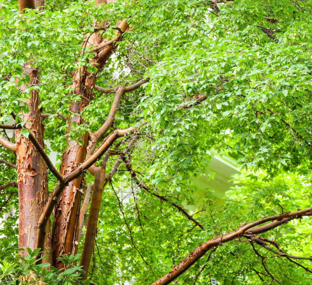 Erable a ecorce de papier - acer griseum