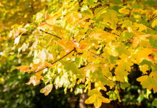 Erable de montpellier Automne - acer monspessulanum