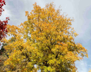 Plantation érable de montpellier - acer monspessulanum