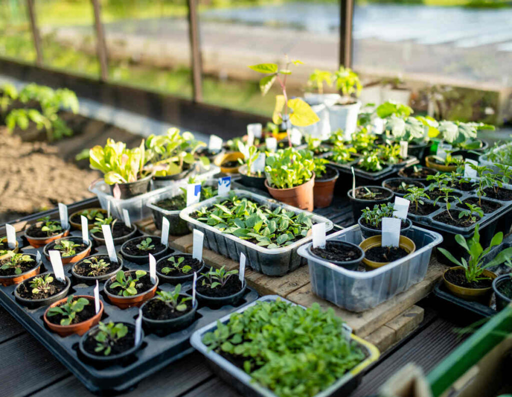 Semis hiver conseils