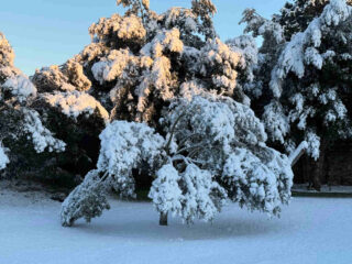 arbre sous la neige