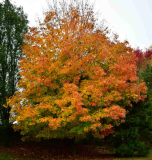 érable a sucre - Acer saccharum