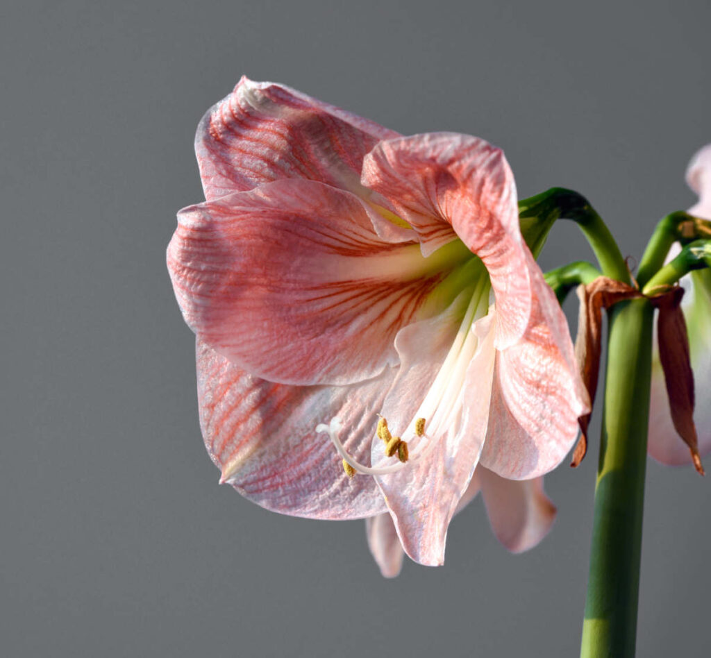 faire refleurir amaryllis