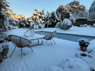 plantes sous la neige