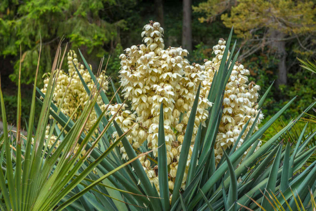 yucca filamentosa en pot