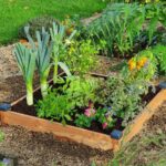 carré potager en bois Douglas qualité