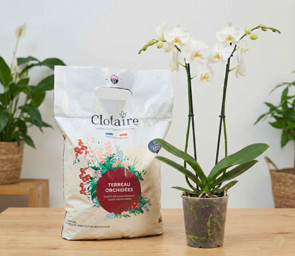 Terreau orchidee