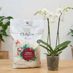 Terreau orchidee
