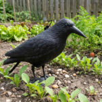 corbeau pour effrayer les oiseaux