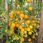 Graines de tomate Cocktail Clementine - paquet de 30 graines