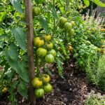 Paquet de 30 graines de tomate Green Zebra avec illustration du fruit