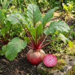 Graines de betterave Chioggia - Sachet de 150 graines pour semis