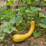 Graines de courge musquée longue de Nice - Paquet de 15 graines