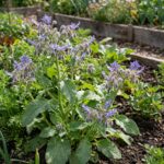 Sachet de 150 graines de Bourrache Officinale - Semences de bourrache pour potager et jardin