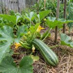 Graines de courgette à côtes Romanesco, sachet de 15 graines