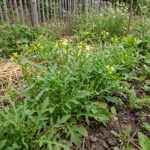 Graines de roquette sauvage - Paquet de 1000 graines pour semis