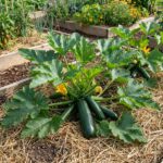 Graines de courgette verte non coureuse des Maraîchers - sachet de 15 graines