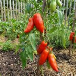 Graines TOMATE Andine Cornue - Sachet de 30 graines pour semis