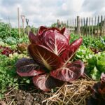 Graines de chicorée à larges feuilles Palla Rossa variété rouge dans un sachet de 500 graines
