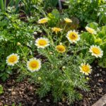Graines de Chrysanthème comestible - Sachet de 250 graines