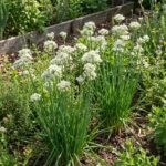 Graines de Ciboule de Chine - Paquet de 200 graines pour semis potager