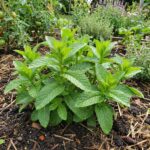 Graines de Menthe Verte - Paquet de 500 graines pour semis