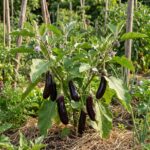 Paquet de graines d'aubergine de Barbentane - 30 graines