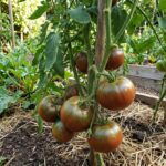 Graines de tomate noire russe, paquet de 30 semences