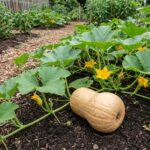 Graines de courge musquée butternut - paquet de 15 graines pour semis