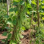 Graines de haricot à rames Neckarkonigin dans un sachet de semences