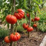 Graines de Tomate Couilles de Taureau - Sachet de 30 graines