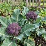 Graines de chou brocoli Early Purple Sprouting - sachet de 50 graines